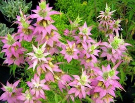 Purplish Lilac Lemon Bee Balm Mint 400 Seeds - Monarda Punctata Perennial Flower - £10.10 GBP