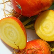 30 Burpees Golden Beet Beta Vulgaris Yellow Root Vegetable Seeds Fast Ship Fresh - $14.45