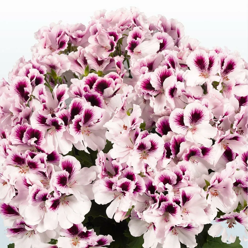 White Purple Geranium Seeds - 10 Seeds - for Garden Planting - $7.99