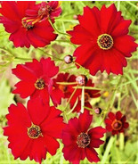 MBK 25 Black From Tula Tomato Seeds Fast Ship - €11,22 EUR