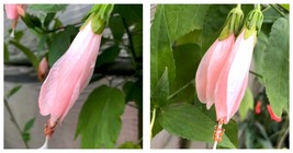NEW Peach Turks Cap Sleepy Hibiscus or Malvaviscus Quart plant - £58.98 GBP