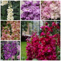 Stock Variety Cherry Blossom Lavender Blue Yellow Apricot Purple Ruby Fresh Seed - $75.92