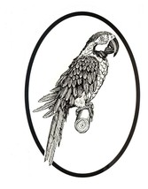 Macaw Decal - Bird Oval Vinyl Black &amp; White Window Sticker - $5.00