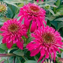 50 + Dbl Scoop Raspberry Coneflower Seeds Echinacea Perennial Flower Flowers 106 - £7.92 GBP