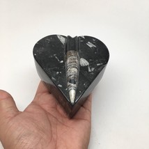 398 Grams Heart Fossils Orthoceras Handmade Black Jewelry Box @Morocco,M... - £20.45 GBP
