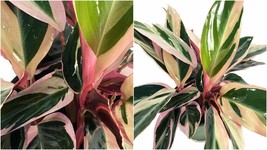 Tricolor Prayer Plant - Stromanthe triostar - Easy Grow House Plant - 6&quot;Pot - C2 - £63.71 GBP