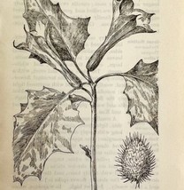 1905 Purple Thorn Apple Flower Print Pen &amp; Ink Lithograph Antique 6.75 x 3.75&quot; - £13.08 GBP