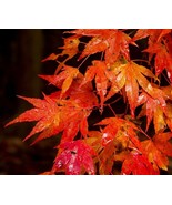 2 Autumn Blaze Maple Trees 12-24 Inch Tall Seedlings Live Plants Quart P... - $1,510.92 MXN