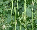 10 Yard Long Green Bean Asparagus Beans Chinese Long Beans Seeds Non-Gmo... - £7.22 GBP
