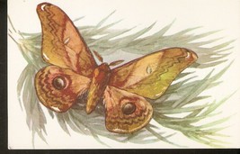 Russia USSR Soviet Postcard Butterfly Dictyoploca japonica Btlr Butterfl... - £3.69 GBP