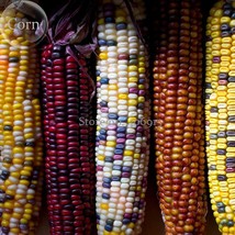 Colorful Corn 20 Seeds Edible Vegetables E3571 Garden Fresh USA Store - £4.38 GBP