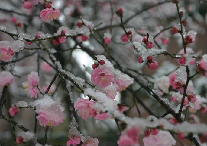 Fortunearia Sinensis Pink Flowers Seeds Beautiful Garden - $13.97