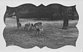 Herd Of Deer With Velvet Antler BUCK-UNIQUE WINDOW~1910s Real Photo Postcard - £5.92 GBP