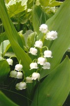 Lily-of-the-Valley on Blank Photo Note Card – Delicate Fragrant White Beauties - £3.16 GBP