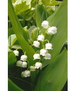 Lily-of-the-Valley on Blank Photo Note Card – Delicate Fragrant White Beauties - $4.00