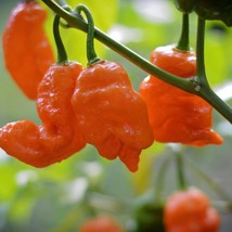 Orange Longtail Scorpion Pepper Seeds Pack Of 10 Fast Shipping - $9.99