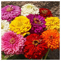 100 Dahlia Flowered Zinnia Flower Mix Seeds Fresh Gardening USA Seller - £4.35 GBP