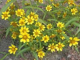 SEPTH Marigold- Bur- Bidens Aurea- 50 Seeds- BOGO 50% off SALE - $6.06