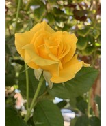 BRN Radiant Perfume Rose Fragrant Large Yellow Rose 5 Stems For Planting... - $558.20 MXN