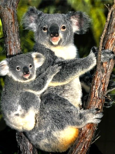 Koala bear mother and her baby joey resting in tree wonderful 16x20 inch print - $30.00