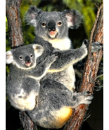 Koala bear mother and her baby joey resting in tree wonderful 16x20 inch... - £23.53 GBP