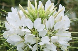 Sale 200 Seeds White Queen Cleome (Spider Flower) Cleome Hassleriana Cleome Spin - £7.78 GBP