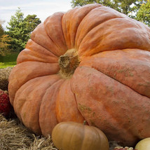 15 Dill&#39;S Atlantic Giant Pumpkin Seeds Non-Gmo Vegetable Seeds From US - £9.04 GBP