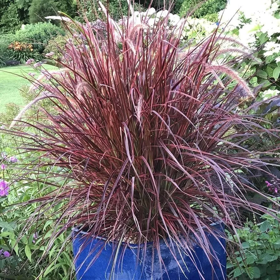 Red Fountain Grass Extra Large 3 Gallon Plants Pennisetum setaceum  - £74.66 GBP