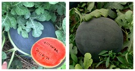 Black Landmine&#39; Series Watermelon Seeds 5 Bags (25 Seeds / Bag) - £16.63 GBP