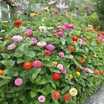 Mid-Sized Pumila Cut and Come Again Zinnia Flower Seeds - $3.83