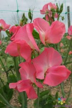 SL 50+ Dream Girl Sweet Pea Seeds For Garden Planting - Usa - ! - $4.73