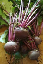 200 Detroit Dark Red Beet Seeds Beet Seeds Can Or Pickle - £5.43 GBP