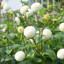 SEPTH Small World Pompon Dahlia 15 AUTHENTIC  seeds Seller - $9.00