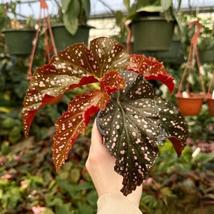 25+ Cracklin Rosie Begonia Seeds – Vibrant Blooms for Garden &amp; Indoor Pots - $16.50