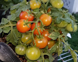 New Fresh Seeds Red Robin Micro Dwarf Sweet Cherry Tomato Vegetable 12 Seeds - $5.94