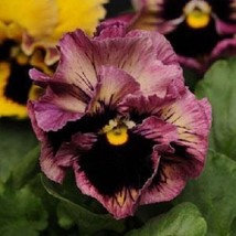 Fresh 35+ Passion Fruit Frizzle Sizzle Pansy Flower Seeds - £5.31 GBP