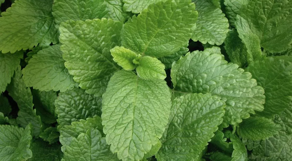 SKMO Lemon Balm Melissa Vegetable Heirloom 600 Seeds Indoor Gardening - £7.32 GBP