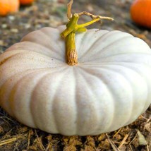 Flat White Boer Pumpkin Seeds Stackable Cinderella Ribbed Boar Fall Casper Squas - $7.90