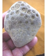 (F831-411) 3-1/4&quot; unpolished Petoskey stone fossil coral specimen MI sta... - $38.32