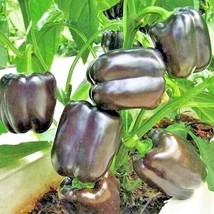 50 Chocolate Beauty Sweet Bell Pepper Seeds Organic Vegetable New Fresh ... - $4.80