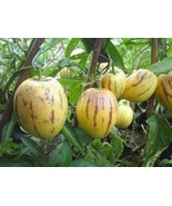 SML Giant Rice Paper Plant Seeds For Growing 5 Seeds Tetrapanax Papyrife... - €15,08 EUR