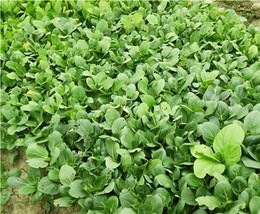 LS 1000 Brassica Rapa Seeds Pak Choi Seed Chinese Little Greens Organic ??? - £4.35 GBP