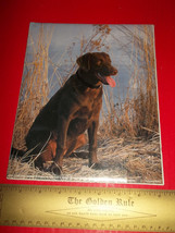 Home Treasure Paper Chocolate Labrador Retriever Photograph Dog Picture ... - $9.49