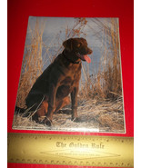 Home Treasure Paper Chocolate Labrador Retriever Photograph Dog Picture ... - €8,24 EUR