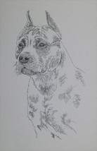 American Staffordshire Terrier Dog Art Portrait #50 Kline adds dog name ... - $49.45