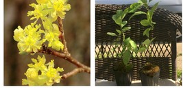 12-18&quot; Tall Live Plants, 2 Northern Spicebush Shrubs - 4&quot; Pots - Lindera benzoin - £73.17 GBP