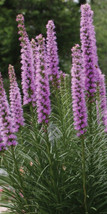 Liatris Spicata Blazing Star Perennial 50 Seeds Grown In Usa Gardening - $8.00