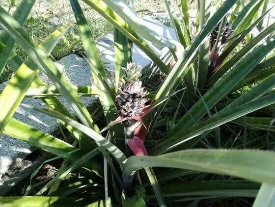 Live Patio Pineapple Plant (bare root) - $6.99