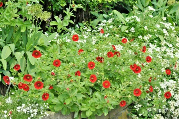 101 Pontentilla Scarlet Cinquefoil Native Perennial Compact Flowering Shrub Fres - £20.40 GBP