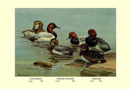 Canvas-Back, Common Pochard and Red-Head Ducks by Allan Brooks - Art Print - £17.66 GBP+